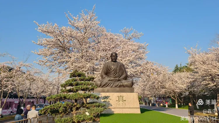 扬州鉴真樱花大道美不胜收
